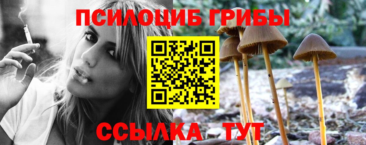 Галлюциногенные грибы Psilocybine cubensis Новодвинск
